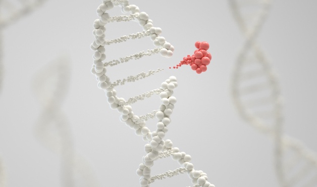 TP73 유전자 변이, 루게릭병 발병 메커니즘에 기여 미리보기 이미지