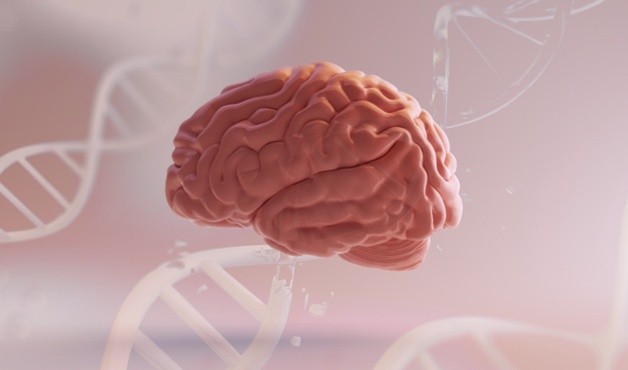 뇌로 필수 단백질 전달하는 것, 리소좀 축적 질환에 치료 효과 보여 미리보기 이미지